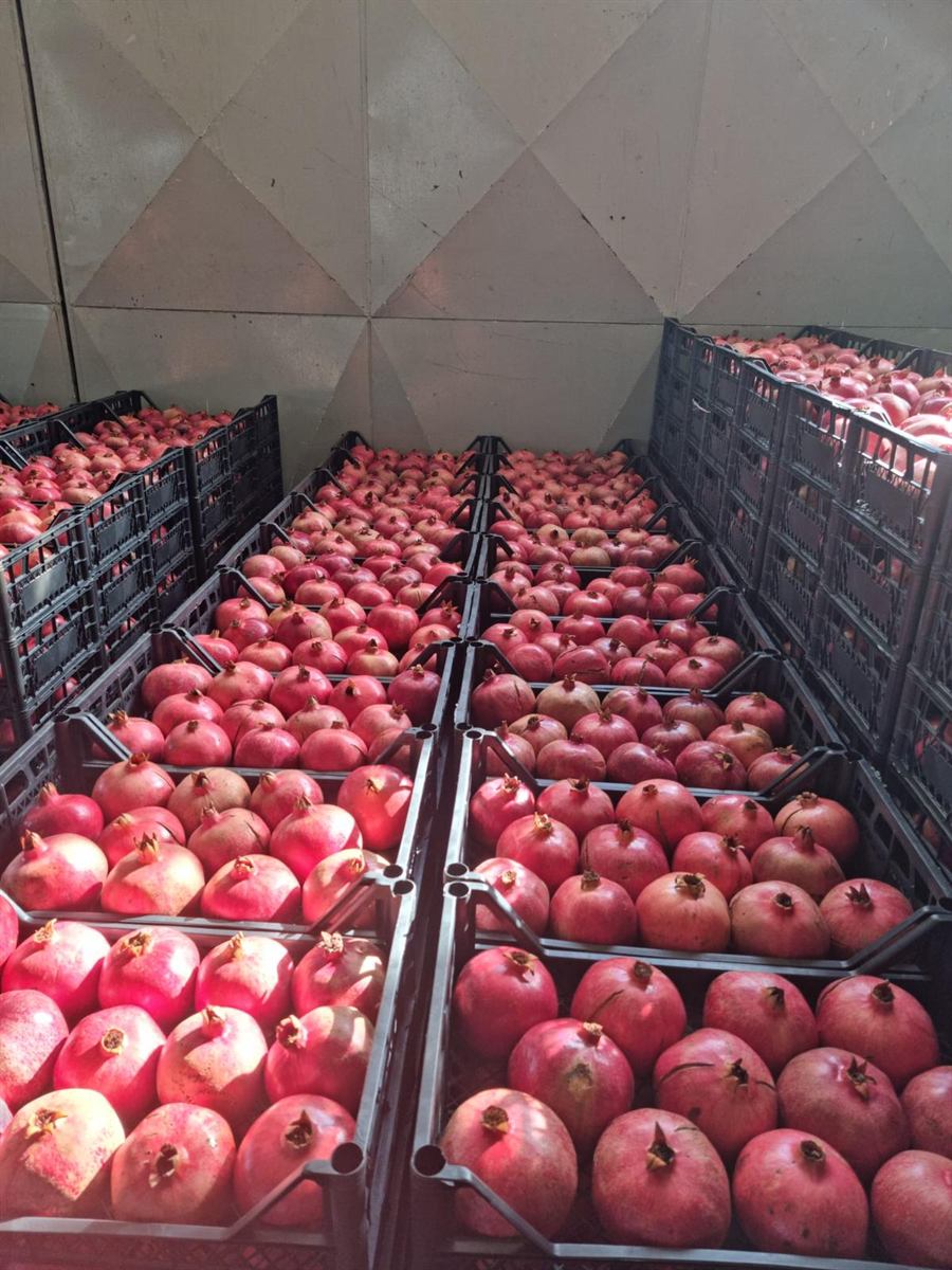 Kasalara toplanmış nar hasadı